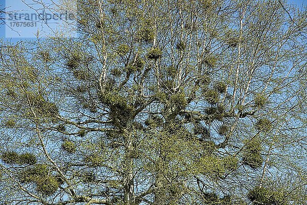 Mit Misteln (Viscum) bewachsener Baum  Pommerby  Geltinger Bucht  Schleswig-Holstein  Deutschland  Europa