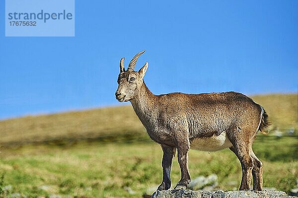 Alpensteinbock (Capra ibex) weiblich im Wildpark Aurach bei Kitzbühel  Österreich  Europa