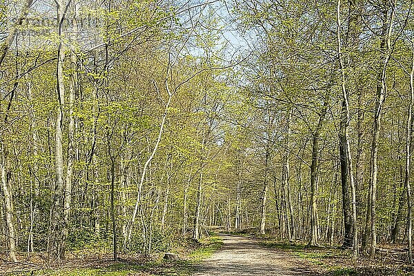 Wald im Frühling  Ellenberg  Kappeln  Schleswig-Holstein  Deutschland  Europa