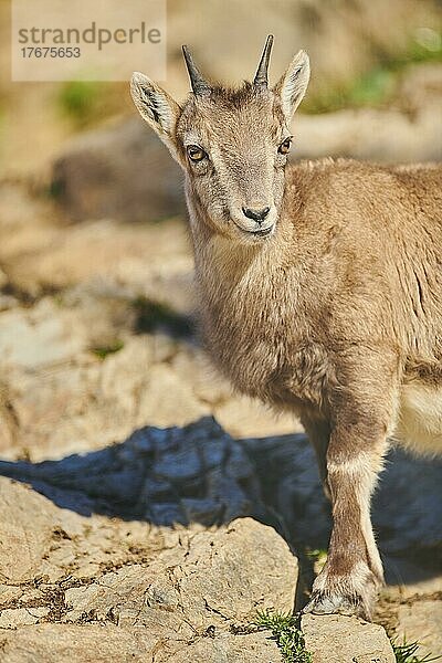 Alpensteinbock (Capra ibex) im Wildpark Aurach bei Kitzbühel  Österreich  Europa