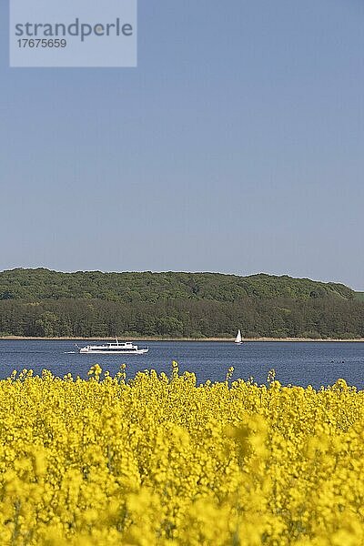 Rapsfeld  Ausflugsschiff und Segelboot  Groß Sarau  Großer Ratzeburger See  Schleswig-Holstein  Deutschland  Europa