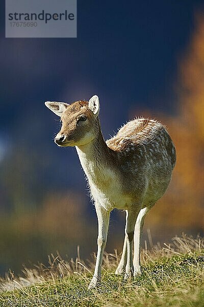 Damhirsch (Dama dama) weiblich in den Alpen  Wildpark Aurach  Kitzbühel  Österreich  Europa