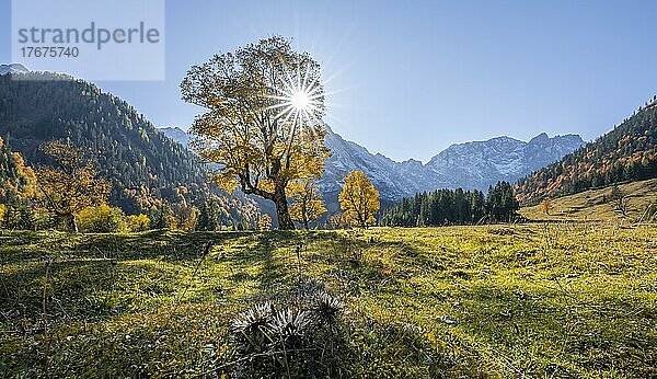 Sonnenstern  Karwendel und großer Ahornboden im Herbst  Gelber Bergahorn  Rißtal in der Eng  Tirol  Österreich  Europa