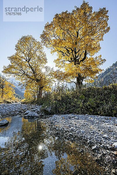 Sonnenstern  Großer Ahornboden im Herbst  Gelber Bergahorn  Rißtal in der Eng  Tirol  Österreich  Europa