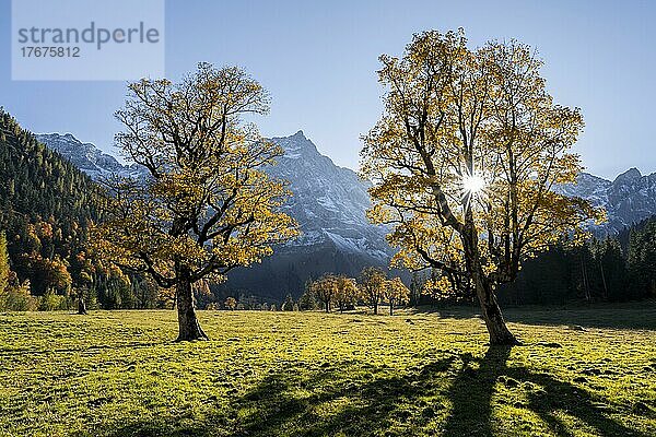 Sonnenstern  Spitzkarspitze und großer Ahornboden im Herbst  Gelber Bergahorn  Rißtal in der Eng  Tirol  Österreich  Europa