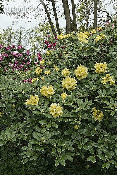 Rhododendron (Rhododendron) Hotei  Emsland  Niedersachsen  Deutschland  Europa