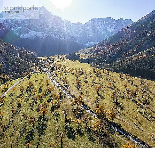 Luftaufnahme  Großer Ahornboden im Herbst  Gelber Bergahorn  Rißtal in der Eng  Tirol  Österreich  Europa