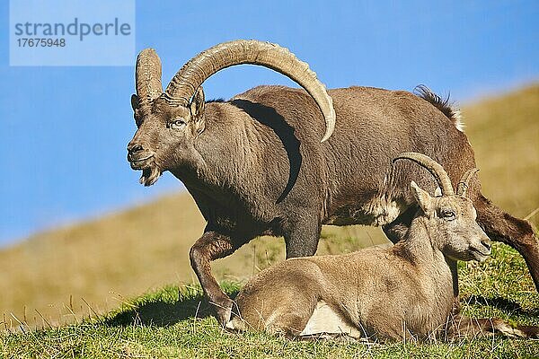 Alpensteinbock (Capra ibex)  Männchen und weiblich  im Wildpark Aurach bei Kitzbühel  Österreich  Europa