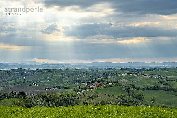 Hügelige Landschaft mit Zypressen (Cupressus)  Crete Senesi  Provinz Siena  Toskana  Italien  Europa