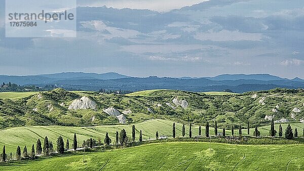 Biancane di Leonina  hügelige Landschaft mit Zypressen  Crete Senesi  Provinz Siena  Toskana  Italien  Europa