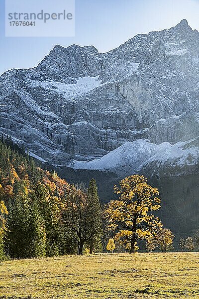 Spitzkarspitze und großer Ahornboden im Herbst  Gelber Bergahorn  Rißtal in der Eng  Tirol  Österreich  Europa