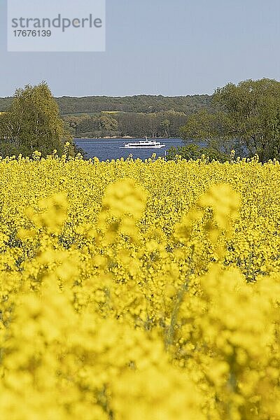 Rapsfeld  Ausflugsschiff  Groß Sarau  Großer Ratzeburger See  Schleswig-Holstein  Deutschland  Europa