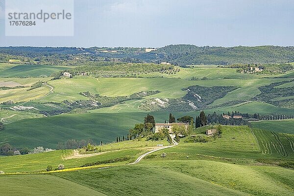 Hügelige Landschaft mit Zypressen (Cupressus)  Crete Senesi  Provinz Siena  Toskana  Italien  Europa