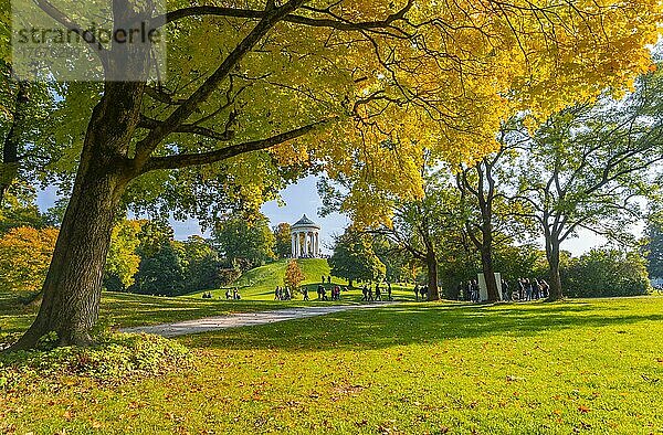 Herbstliche Bäume mit gelbem Laub  Monopteros  Englischer Garten  München  Oberbayern  Bayern  Deutschland  Europa
