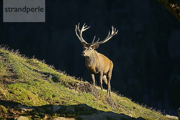 Rothirsch (Cervus elaphus) in den Alpen  Wildpark Aurach  Kitzbühel  Österreich  Europa