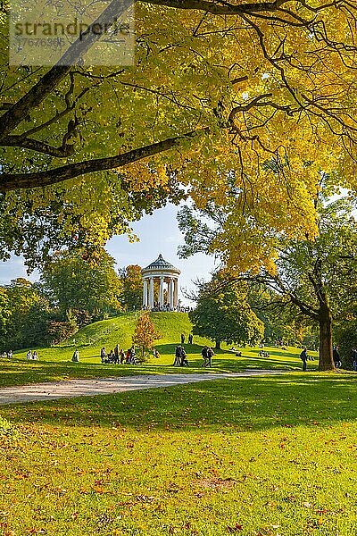 Herbstliche Bäume mit gelbem Laub  Monopteros  Englischer Garten  München  Oberbayern  Bayern  Deutschland  Europa
