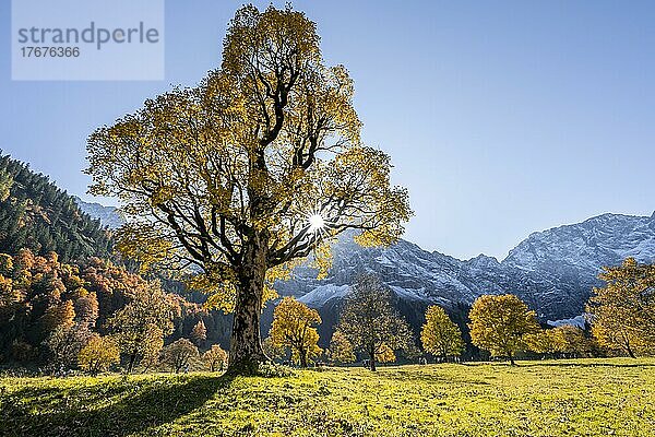 Sonnenstern  Karwendel und großer Ahornboden im Herbst  Gelber Bergahorn  Rißtal in der Eng  Tirol  Österreich  Europa