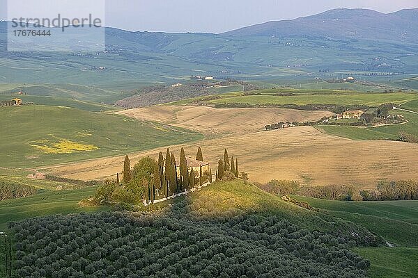 Landgut Podere Belvedere  Olivenhain  Val d'Orcia  Orcia-Tal  UNESCO-Weltkulturerbe  Provinz Siena  Toskana  Italien  Europa