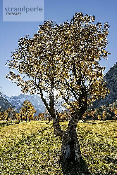 Sonnenstern  Großer Ahornboden im Herbst  Gelber Bergahorn  Rißtal in der Eng  Tirol  Österreich  Europa