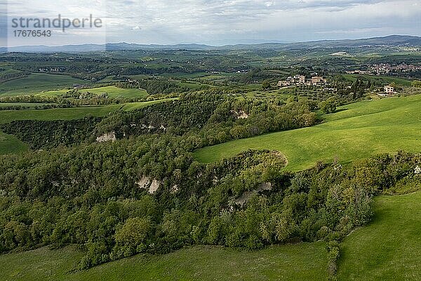 Luftaufnahme  Hügelige Landschaft mit Zypressen (Cupressus)  Crete Senesi  Provinz Siena  Toskana  Italien  Europa