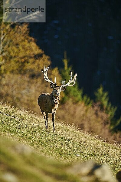 Rothirsch (Cervus elaphus) in den Alpen  Wildpark Aurach  Kitzbühel  Österreich  Europa