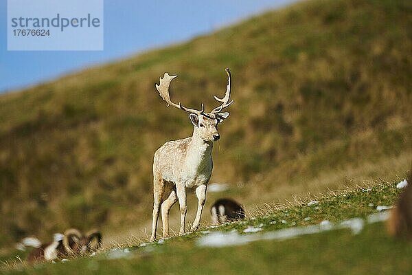 Damhirsch (Dama dama) Bock in den Alpen  Wildpark Aurach  Kitzbühel  Österreich  Europa