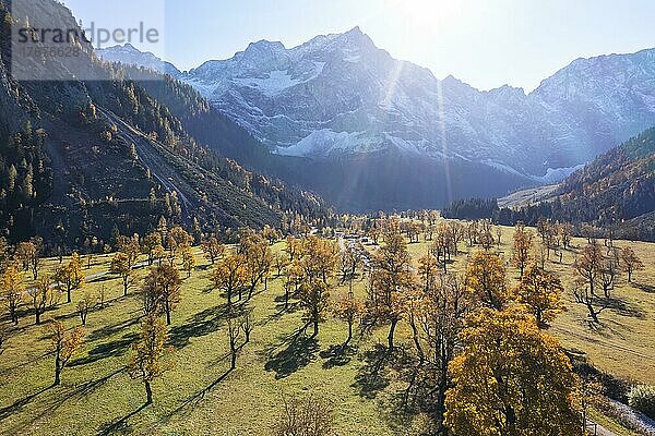 Luftaufnahme  Großer Ahornboden im Herbst  Gelber Bergahorn  Rißtal in der Eng  Tirol  Österreich  Europa