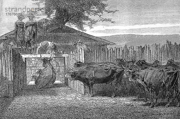 Schlachtung von Rindern im Jahre 1880  Paraguay  digital restaurierte Reproduktion einer Vorlage aus dem 19. Jahrhundert  genaues Datum unbekannt  Südamerika