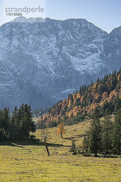 Karwendel  Großer Ahornboden im Herbst  Gelber Bergahorn  Rißtal in der Eng  Tirol  Österreich  Europa