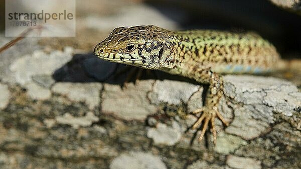 Makroaufnahme  Eidechse (lacerta) auf Stein  Korthi  Steinbrücke  Dipotamata Schlucht  Insel Andros  Kykladen  Griechenland  Europa