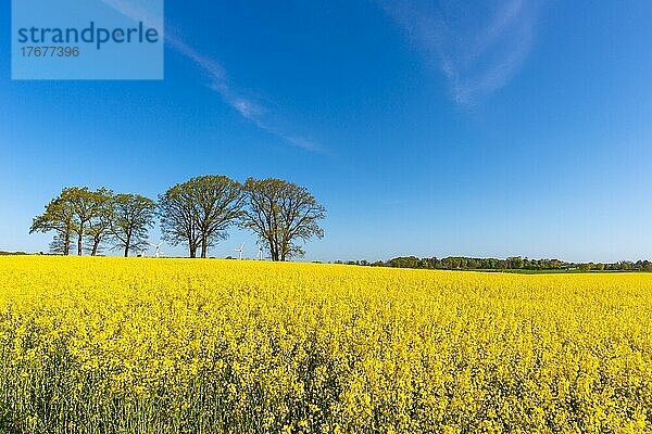 Rapsfeld  Baumgruppe  Landschaft Schwansen  Waabs-Karlsminde  Frühling  Windräder  Strom  Sonne  blauer Himmel  Schleswig-Holstein  Deutschland  Europa