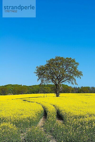 Blühendes Rapsfeld (Brassica napus)  Damp  blauer Himmel  Wald  Frühling  Weg  Landschaft Schwansen  Schleswig-Holstein  Deutschland  Europa