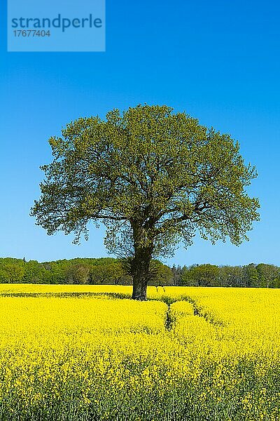 Blühendes Rapsfeld (Brassica napus)  Damp  blauer Himmel  Wald  Frühling  Weg  Landschaft Schwansen  Schleswig-Holstein  Deutschland  Europa