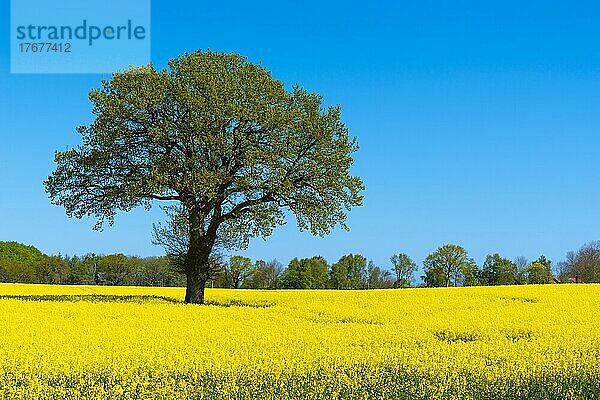 Blühendes Rapsfeld (Brassica napus)  Damp  blauer Himmel  Wald  Frühling  einzelner BLandschaft Schwansen  Schleswig-Holstein  Deutschland  Europa