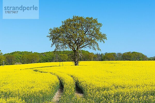 Blühendes Rapsfeld (Brassica napus)  Damp  blauer Himmel  Wald  Frühling  Weg  Landschaft Schwansen  Schleswig-Holstein  Deutschland  Europa