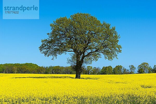 Blühendes Rapsfeld (Brassica napus)  Damp  blauer Himmel  Wald  Frühling  Landschaft Schwansen  Schleswig-Holstein  Deutschland  Europa