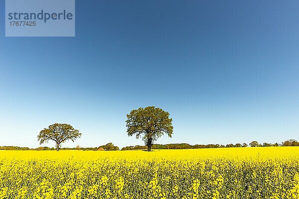 Blühendes Rapsfeld (Brassica napus)  Damp  blauer Himmel  Wald  Frühling  Gebäude  Landschaft Schwansen  Schleswig-Holstein  Deutschland  Europa