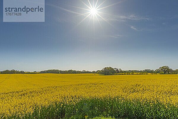 Rapsfeld  Baumgruppe  Landschaft  Raps  Sonne  Gegenlicht  Landschaft Schwansen  Waabs-Karlsminde  blauer Himmel  Schleswig-Holstein  Deutschland  Europa