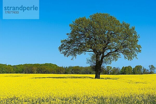 Blühendes Rapsfeld (Brassica napus)  Damp  blauer Himmel  Wald  Frühling  Landschaft Schwansen  Schleswig-Holstein  Deutschland  Europa