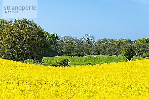 Blühendes Rapsfeld (Brassica napus)  Damp  blauer Himmel  Wald  Frühling  Pferde  Weide  Hügel  Landschaft Schwansen  Schleswig-Holstein  Deutschland  Europa