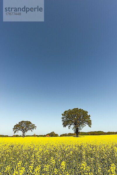 Blühendes Rapsfeld (Brassica napus)  Damp  blauer Himmel  Wald  Frühling  Gebäude  Landschaft Schwansen  Schleswig-Holstein  Deutschland  Europa