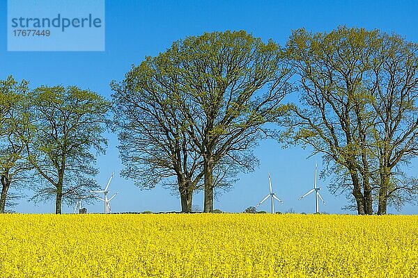 Rapsfeld  Baumgruppe  Landschaft Schwansen  Waabs-Karlsminde  Frühling  Windräder  Strom  Sonne  blauer Himmel  Schleswig-Holstein  Deutschland  Europa