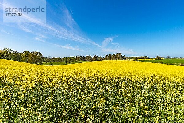 Blühendes Rapsfeld (Brassica napus)  Damp  blauer Himmel  Wald  Frühling  HügeLandschaft Schwansen  Schleswig-Holstein  Deutschland  Europa