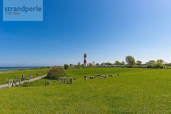 Leuchtturm Falshöft  Navigation  Weide  Schafe  Ostsee  Radfahrer  blauer Himmel  Pommerby  Landschaft Angeln  Schleswig-Holstein  Deutschland  Europa