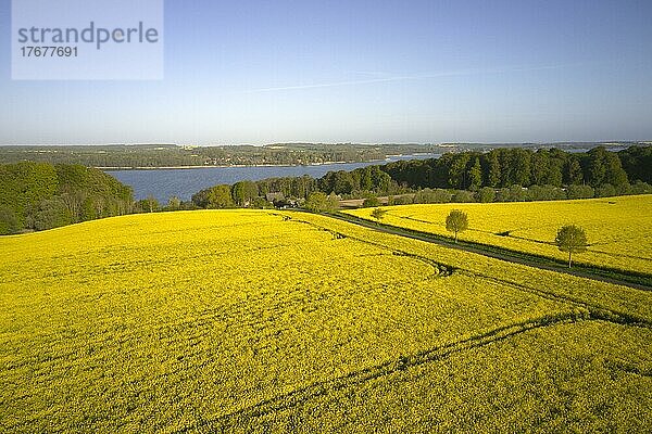 Raps in voller Blüte auf großen Feldern nahe dem Ratzeburger See  Kalkhütte  Römnitz  Schleswig-Holstein  Deutschland  Europa