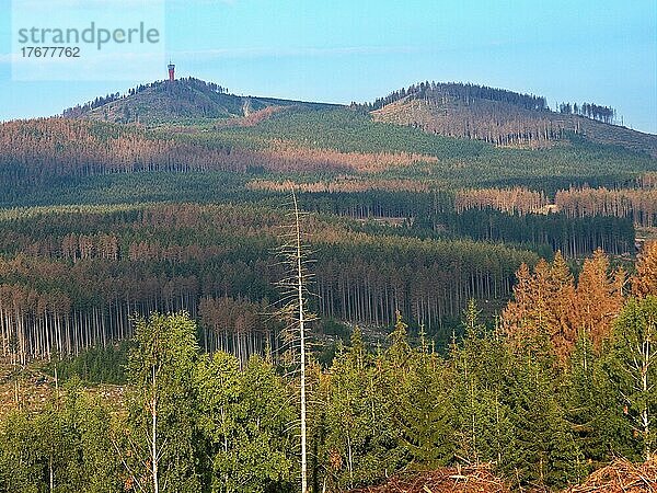 Der Wurmberg und vom Borkenkäfer geschädigte Nadelwälder im Hochharz  Nationalpark Harz  Schierke  Sachsen-Anhalt  Deutschland  Europa