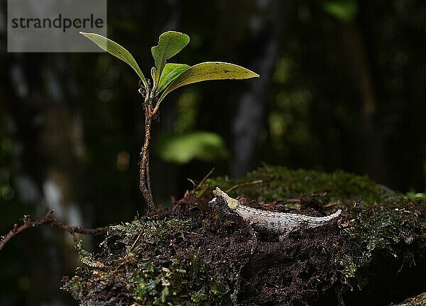 Erdchamäleon der Gattung (Brookesia betschi) in den Regenwäldern des Marojejy Nationalparks im Nordosten Madagaskars