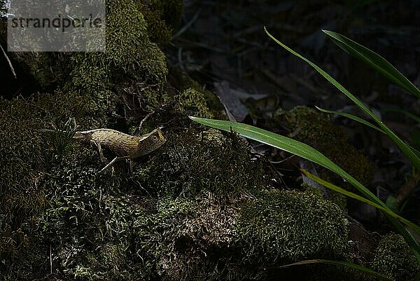 Erdchamäleon (Brookesia griveaudi) der Gattung in den Regenwäldern des Marojejy Nationalparks im Nordosten Madagaskars