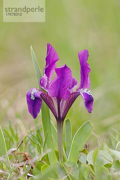 Europäische Zwergschwertlilie (Iris pumila)  Zwergiris  Blüte der blauen Farbvariante  Neusiedlersee  Burgenland  Österreich  Europa