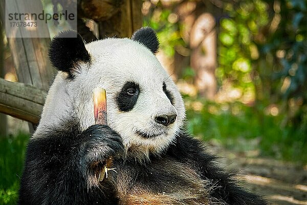 Chinesisches Touristensymbol und Attraktion  Riesenpandabär  der Bambus frisst Chengdu  Sichuan  China  Asien
